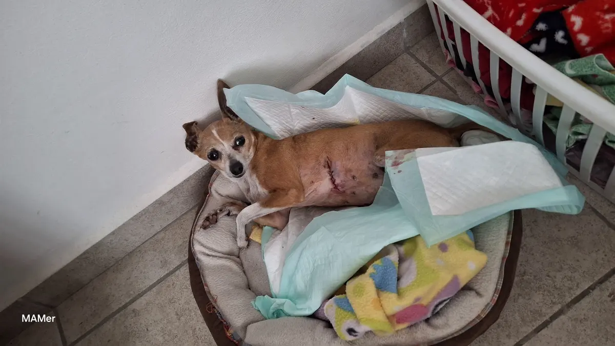 La rielera Veterinaria