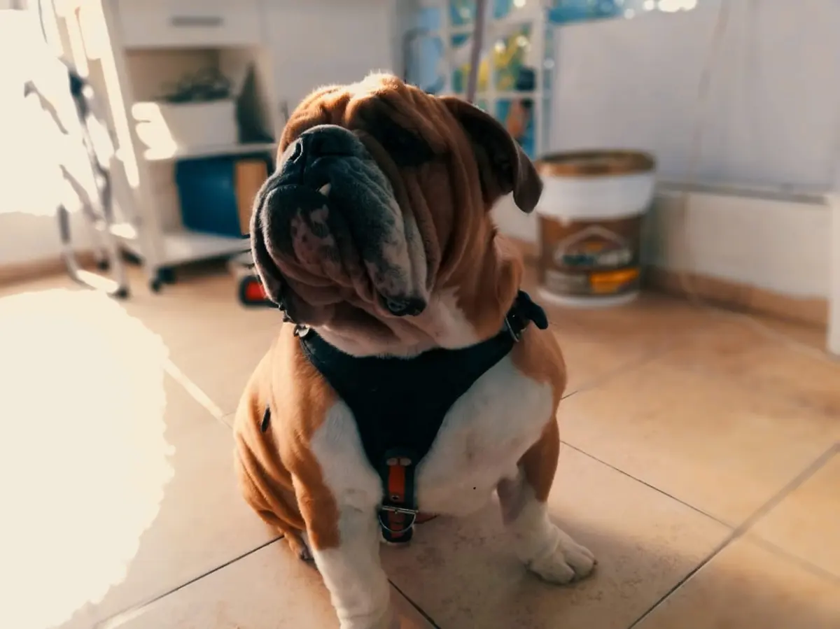 HVE (Hospital Veterinario de Especialidades ZooCliniK)