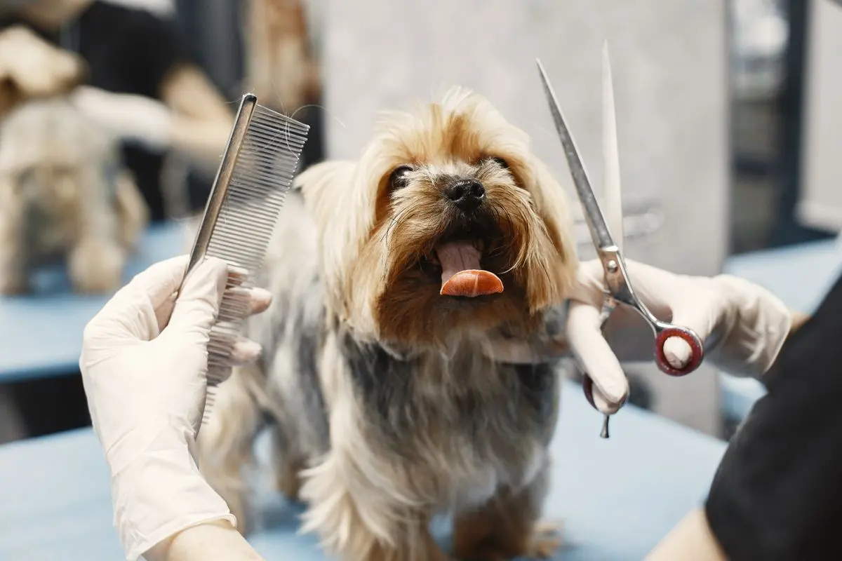 Fierito's Vet Clinic