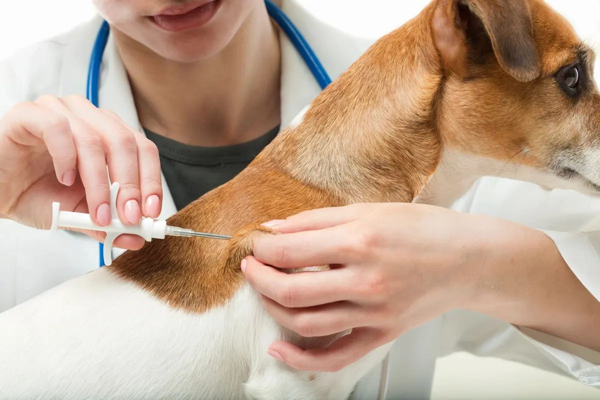 Hospital veterinario animal health