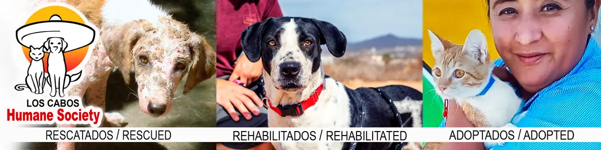 Sociedad Humanitaria de Los Cabos