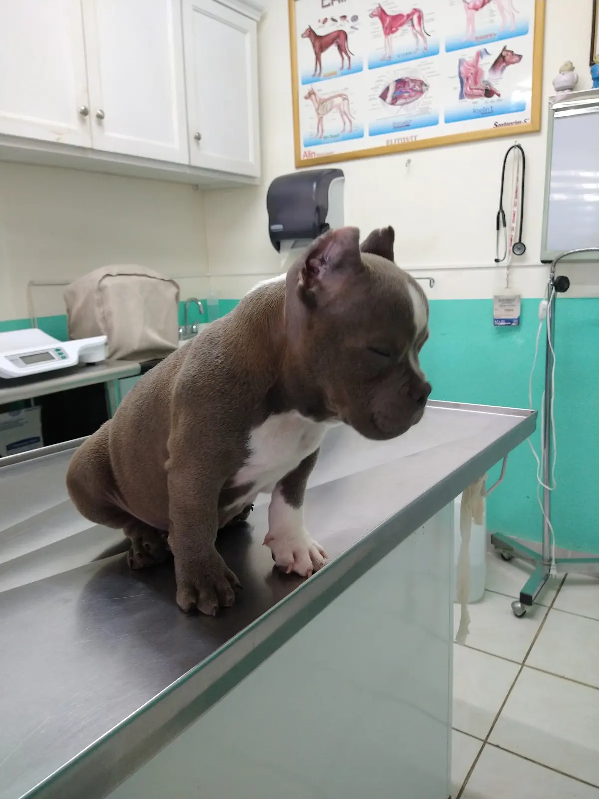 Veterinaria Dogtor — foto 3 de 3