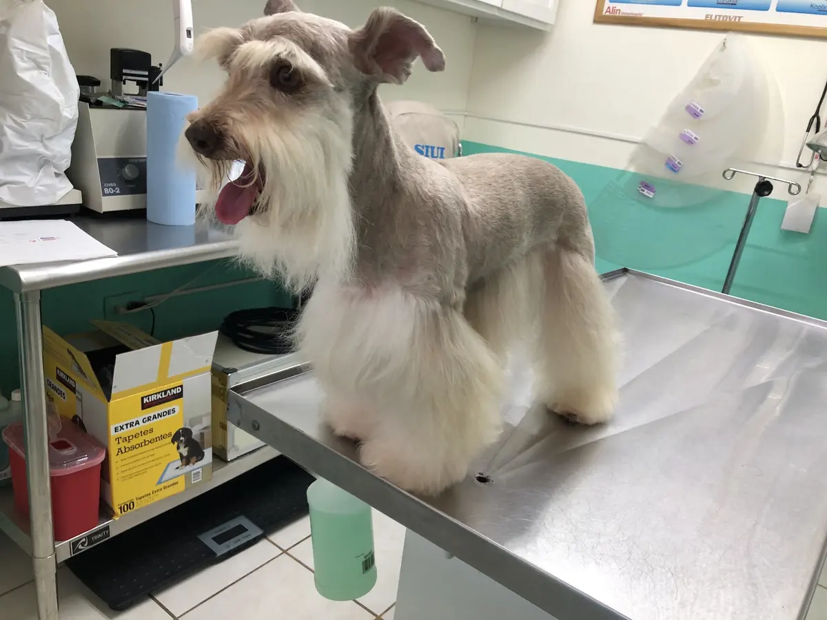 Veterinaria Dogtor — foto 2 de 3