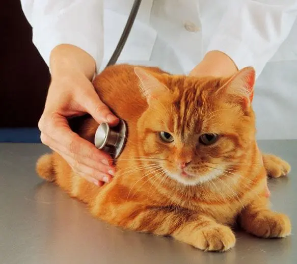 VETERINARIA PERROS Y GATOS DEL SUR