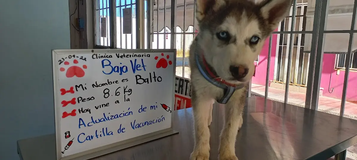 Clínica Veterinaria Baja Vet