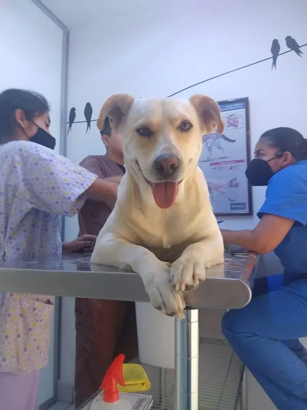 Simba Veterinaria y Pet Salón
