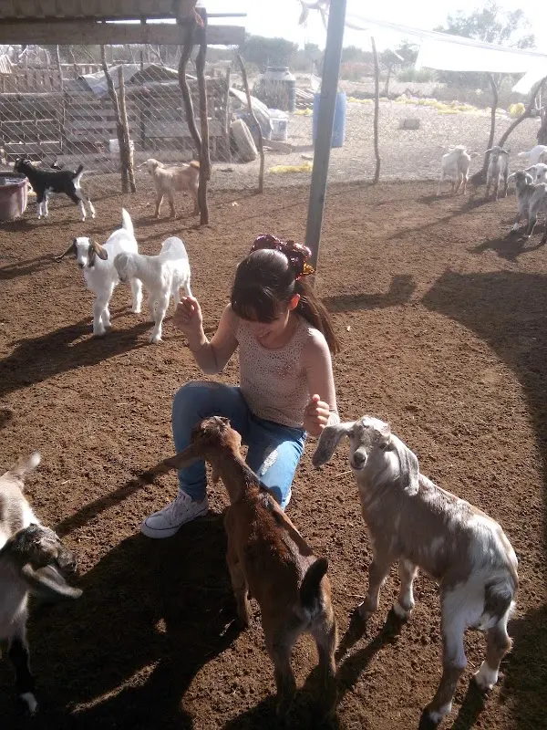 Veterinaria La Canija Lagartija