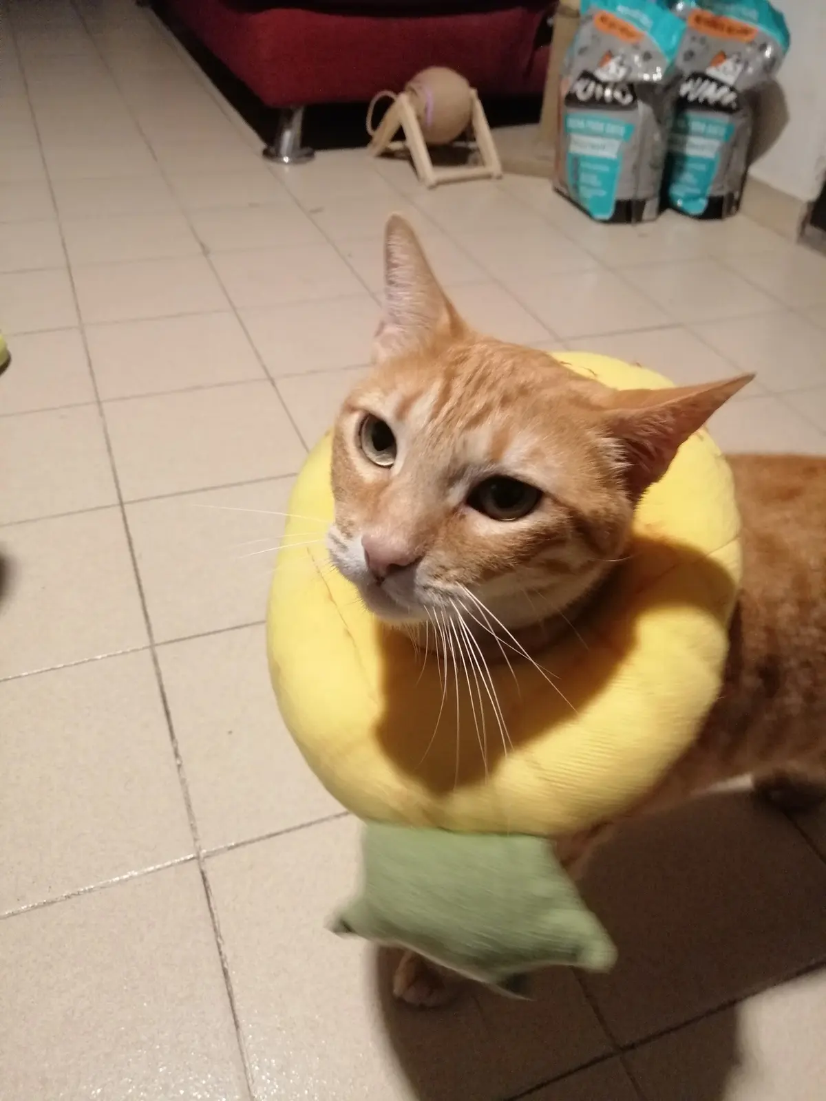 CLÍNICA VETERINARIA COMO PERROS Y GATOS — foto 3 de 3