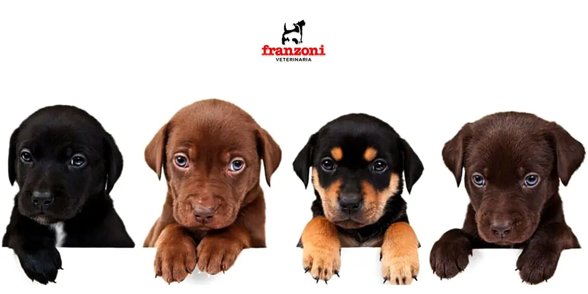 Franzoni Veterinaria