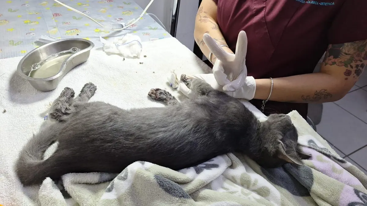 KORA VETERINARIA — foto 4 de 4