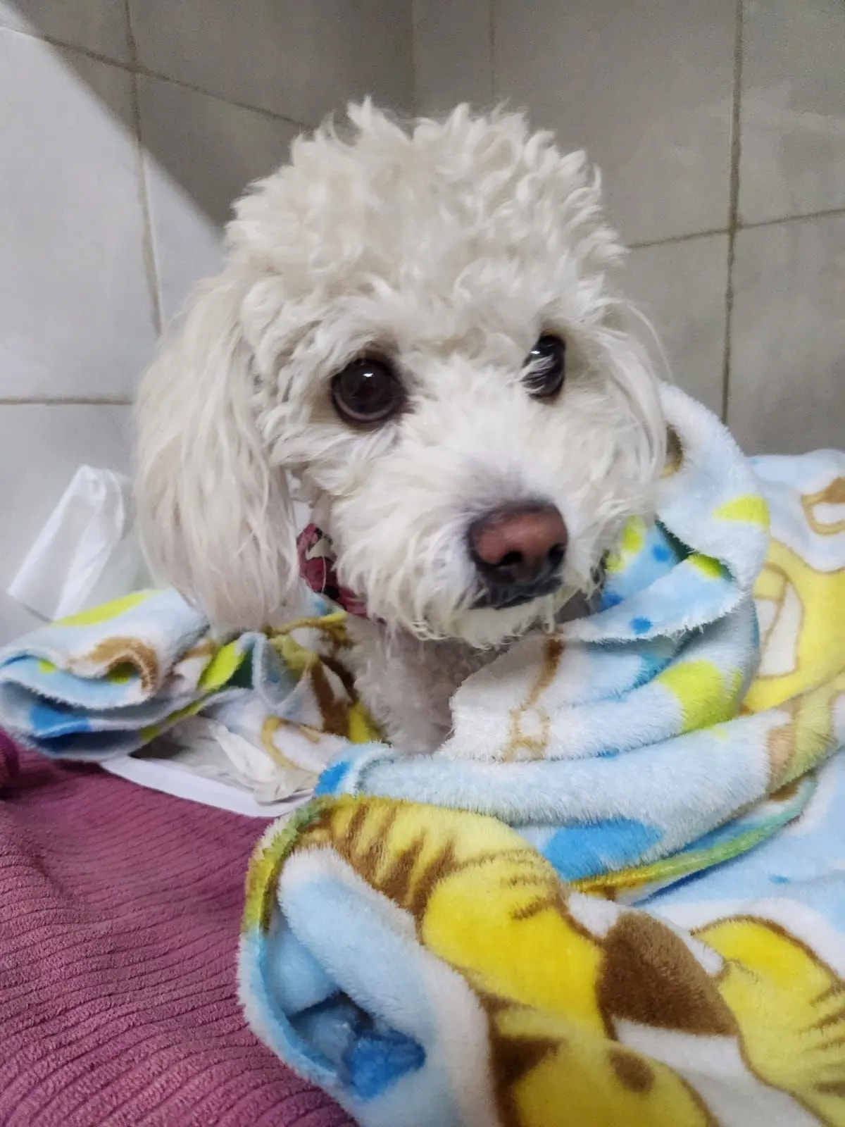 KORA VETERINARIA — foto 3 de 4