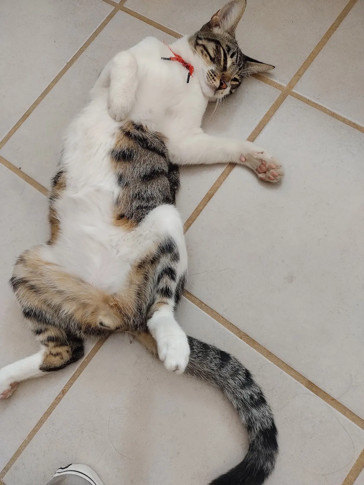 Veterinaria y Estética Canina, Ruiz — foto 3 de 3