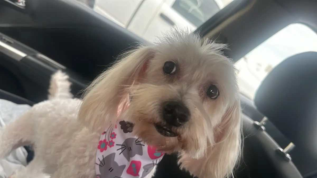Veterinaria y Estética Canina, Ruiz — foto 2 de 3