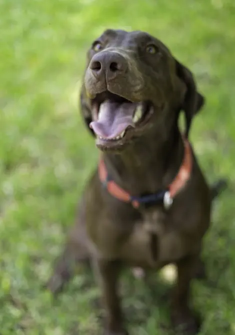 Cabo Kennels — foto 2 de 4