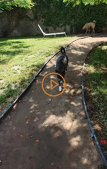 Cabo Kennels — foto 4 de 4