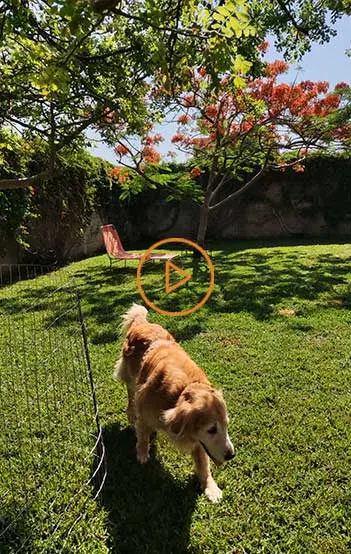 Cabo Kennels — foto 3 de 4