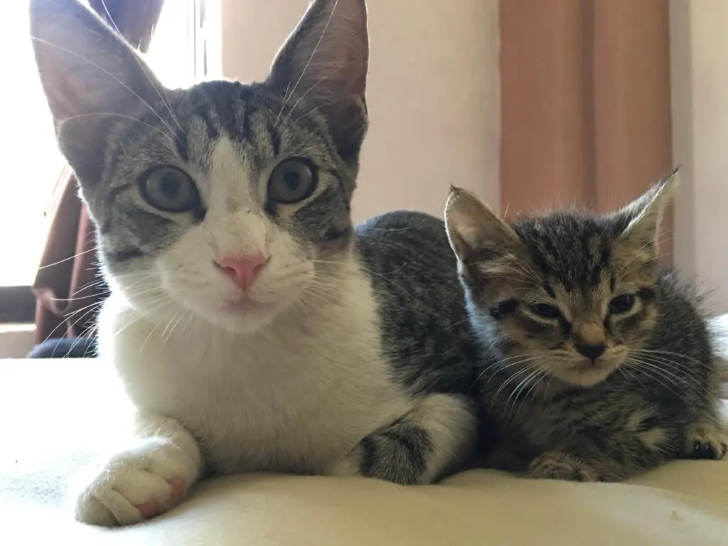 Estética Canina Y Veterinaria Terry — foto 3 de 3