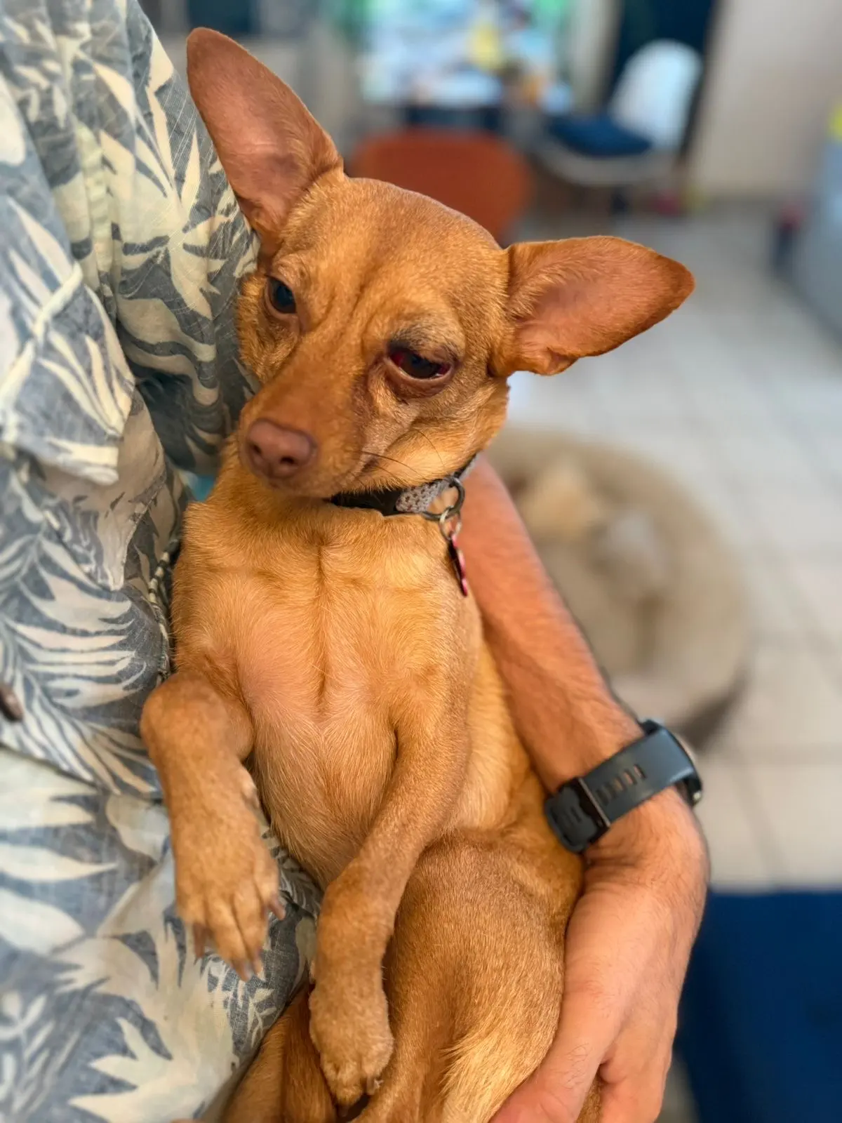 Estética Canina Y Veterinaria Terry — foto 2 de 3
