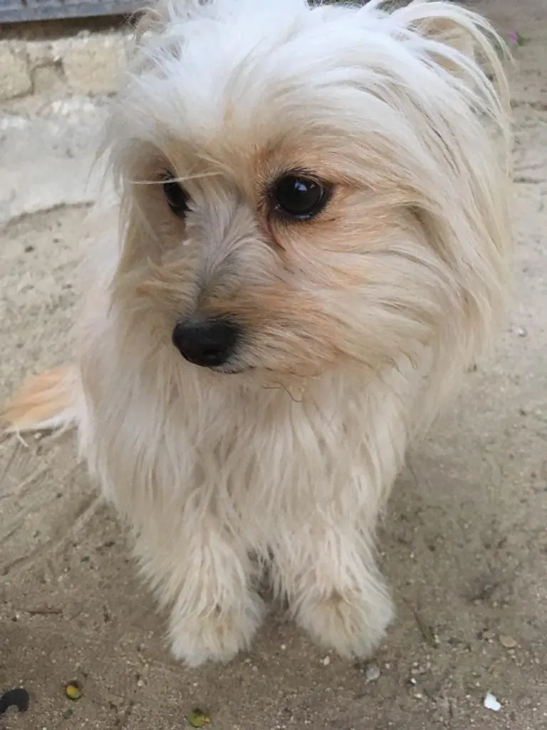 Estética Canina Y Veterinaria Terry