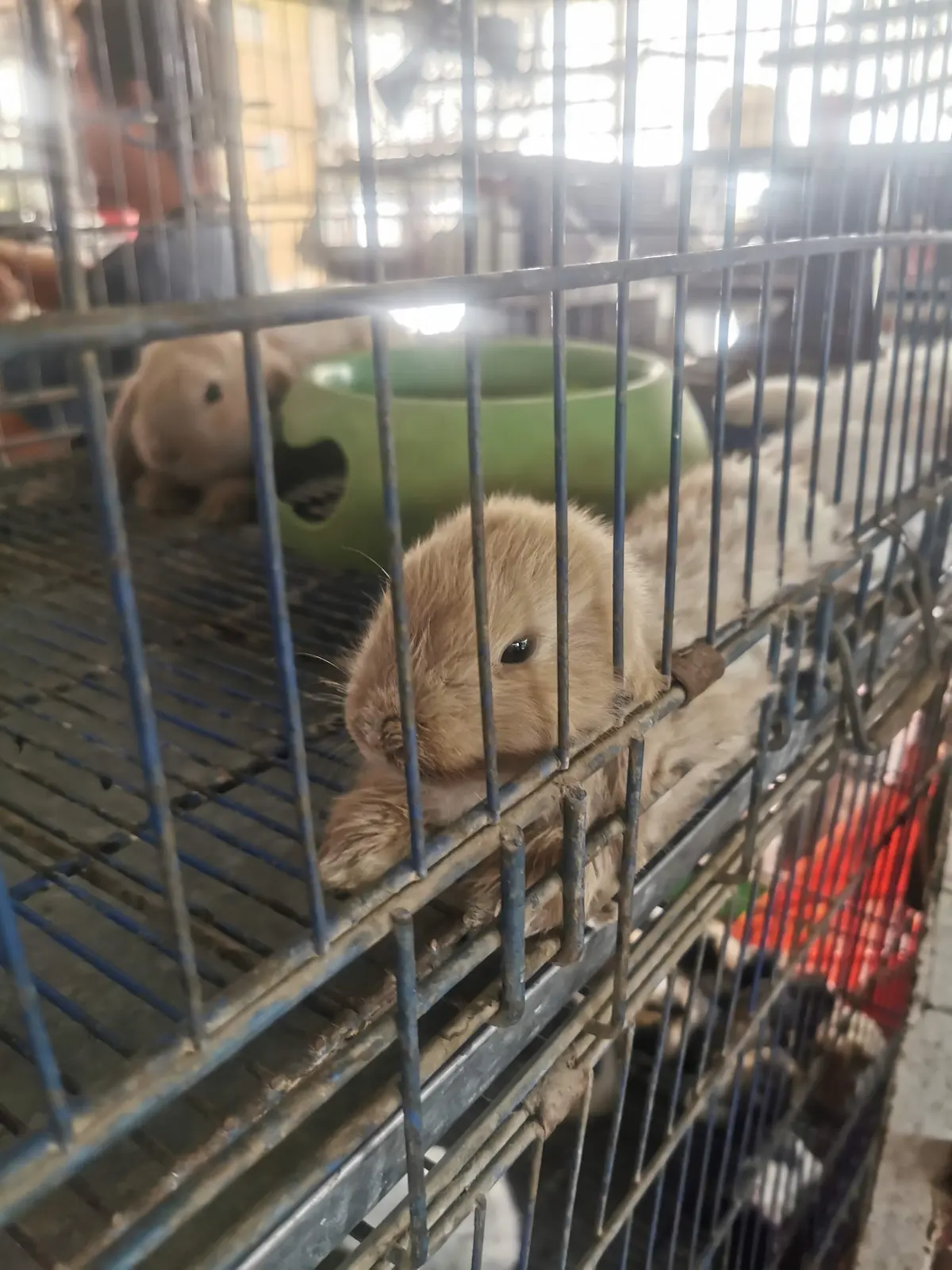 Veterinaria La Herradura — foto 3 de 3