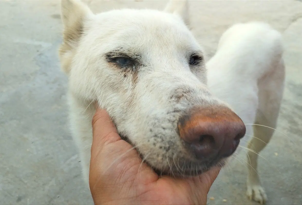 Veterinaria Rojo — foto 4 de 4