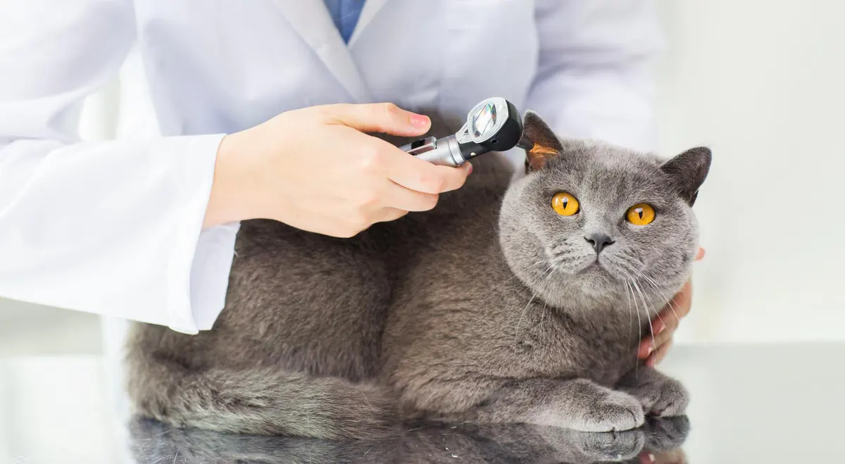 Veterinaria Rojo
