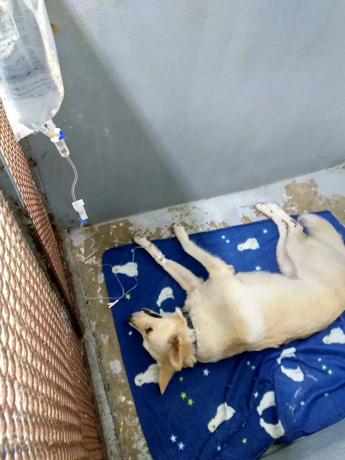 Hospital Veterinario Marvet — foto 3 de 3