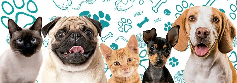 Medical Pets Ensenada