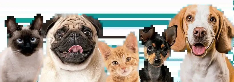 Medical Pets Ensenada — foto 2 de 3