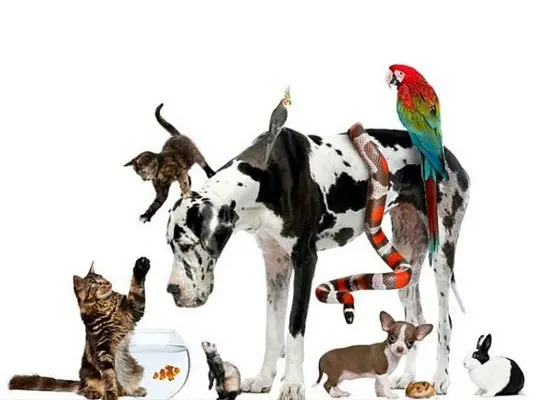 Veterinaria Can Can — foto 4 de 4