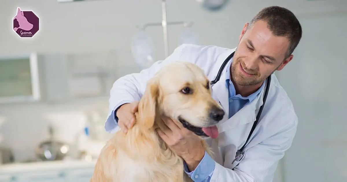 Veterinaría Gusmar S.A. de C.V.