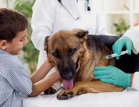 Veterinaria Gusmar — foto 4 de 4
