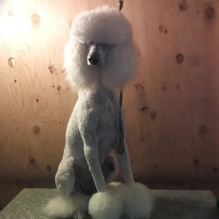 Veterinaria Ramonetti