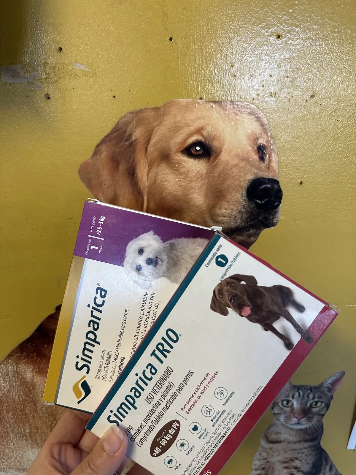 Veterinaria Safari