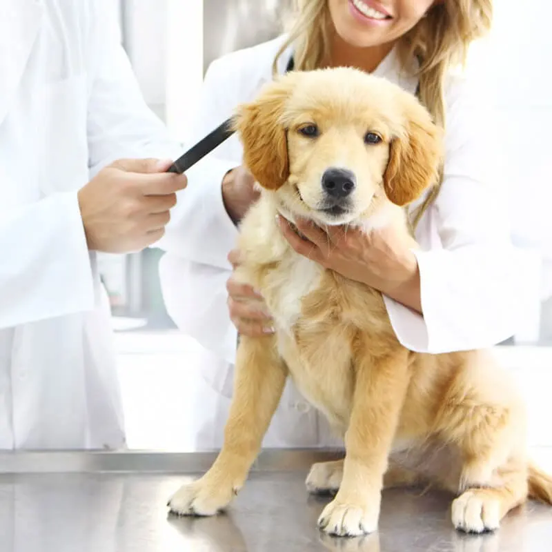 CONSULTORIO VETERINARIO