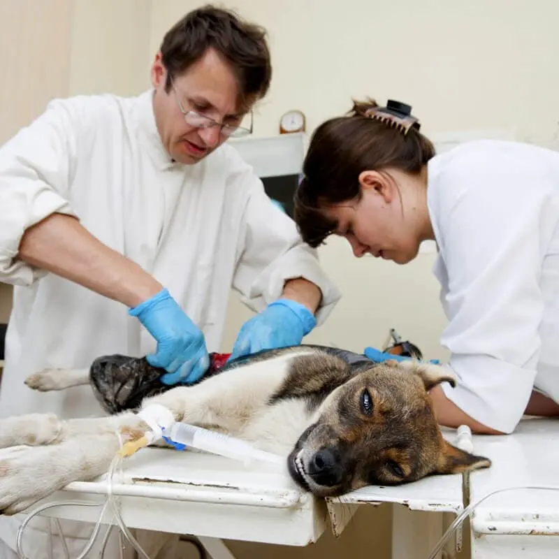 CONSULTORIO VETERINARIO — foto 2 de 3