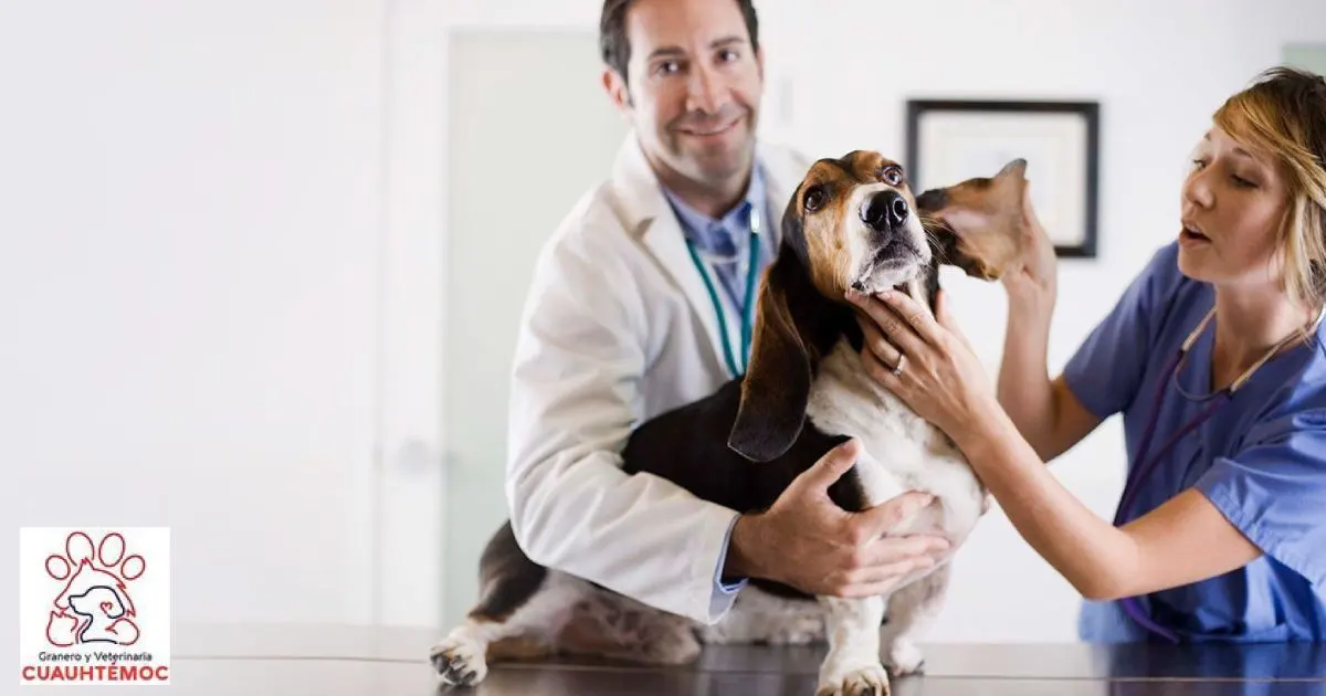 Granero Y Veterinaria Cuauhtémoc