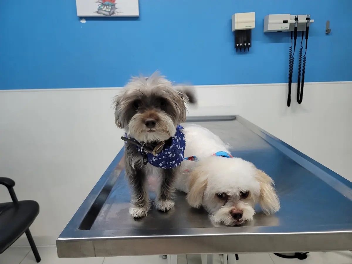 GRUPO VETERINARIO DE MEXICALI — foto 3 de 3