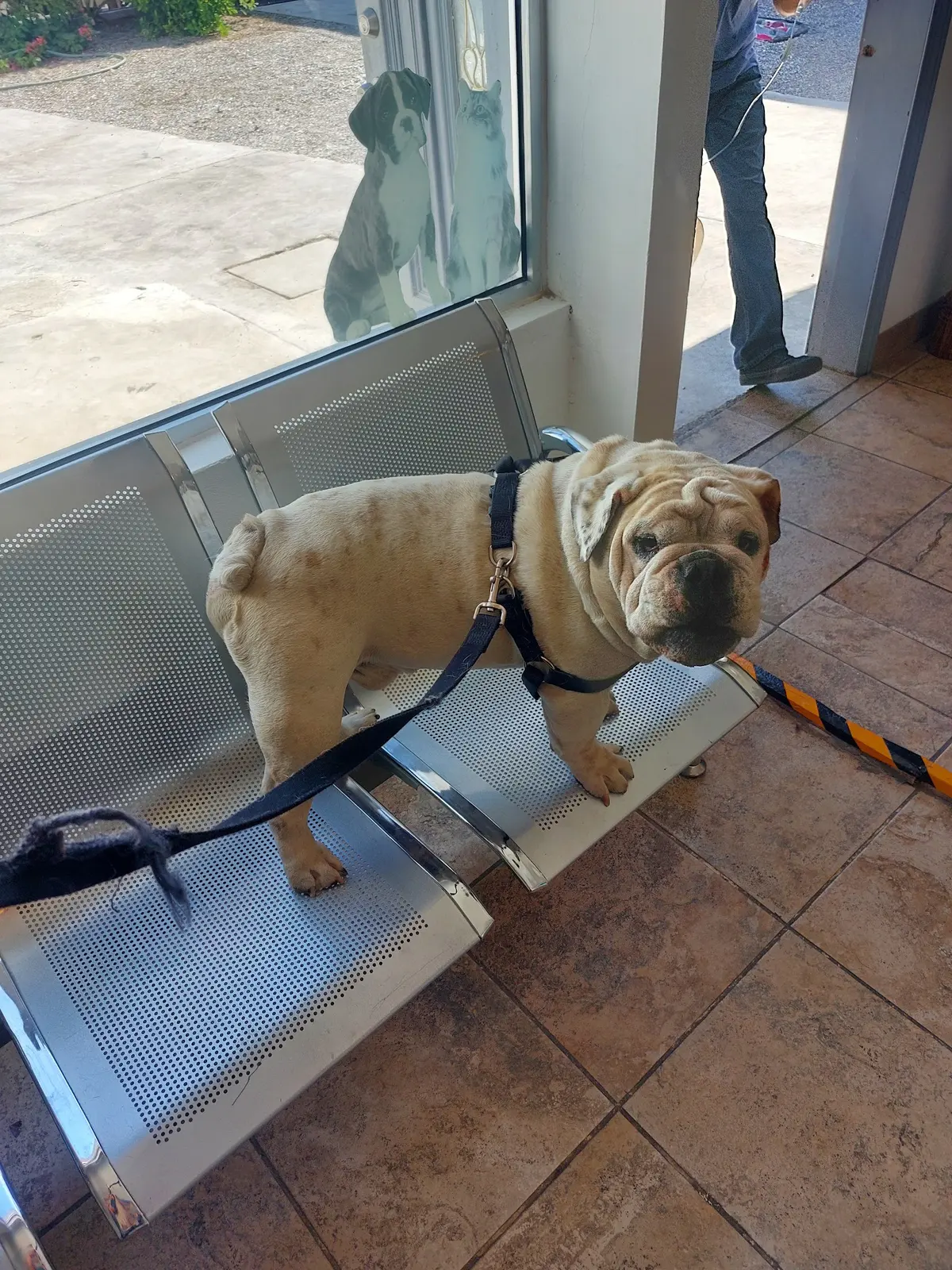 My Healthy pet — foto 2 de 3