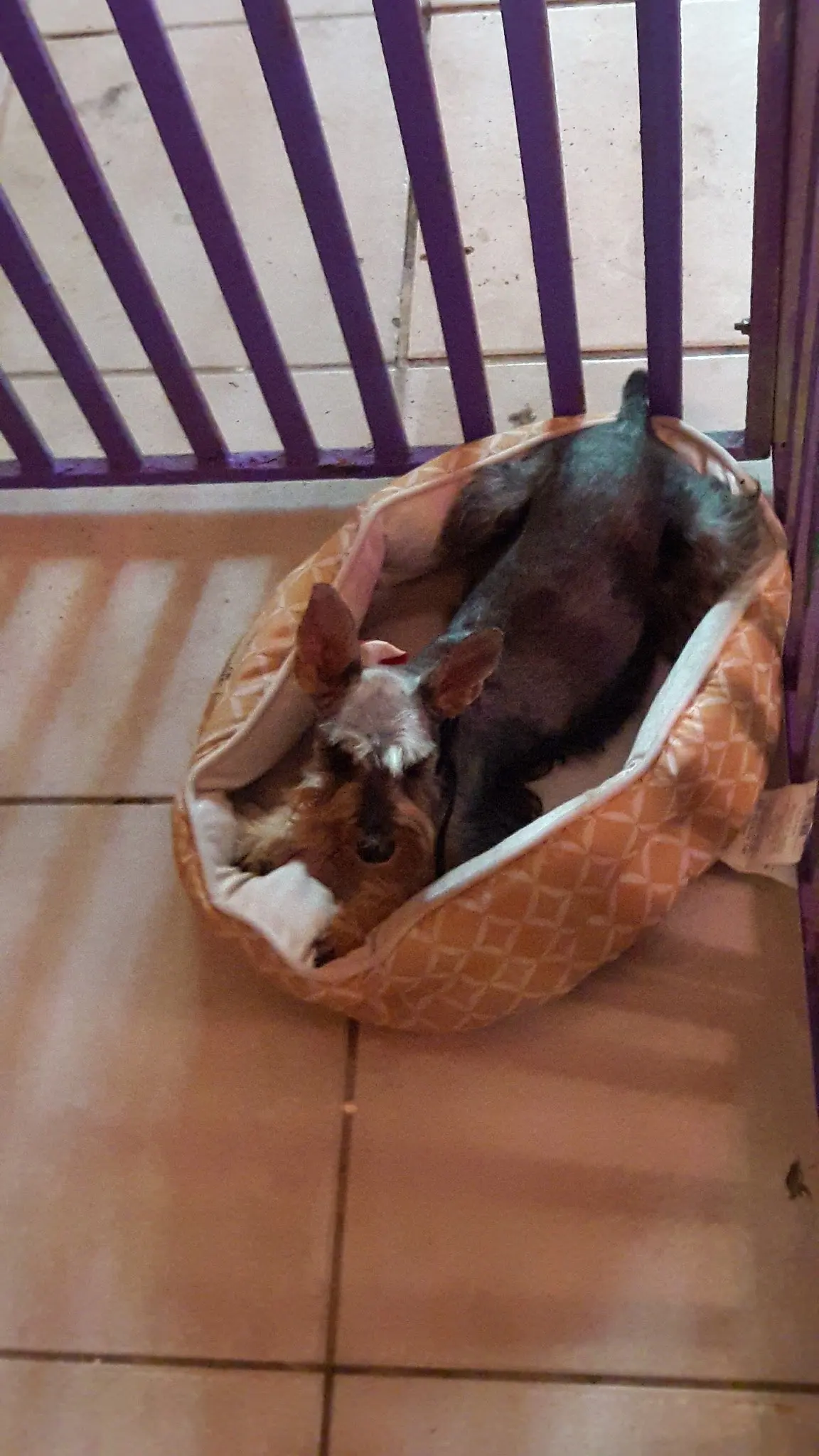 My Healthy pet — foto 3 de 3