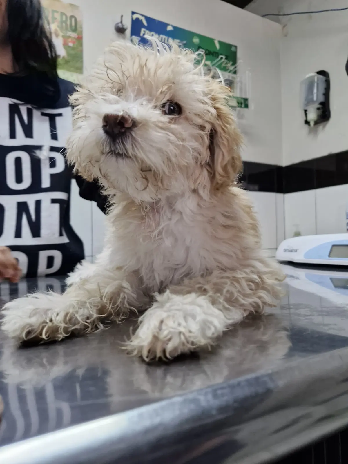 VETCO Servicios Veterinarios Especializados