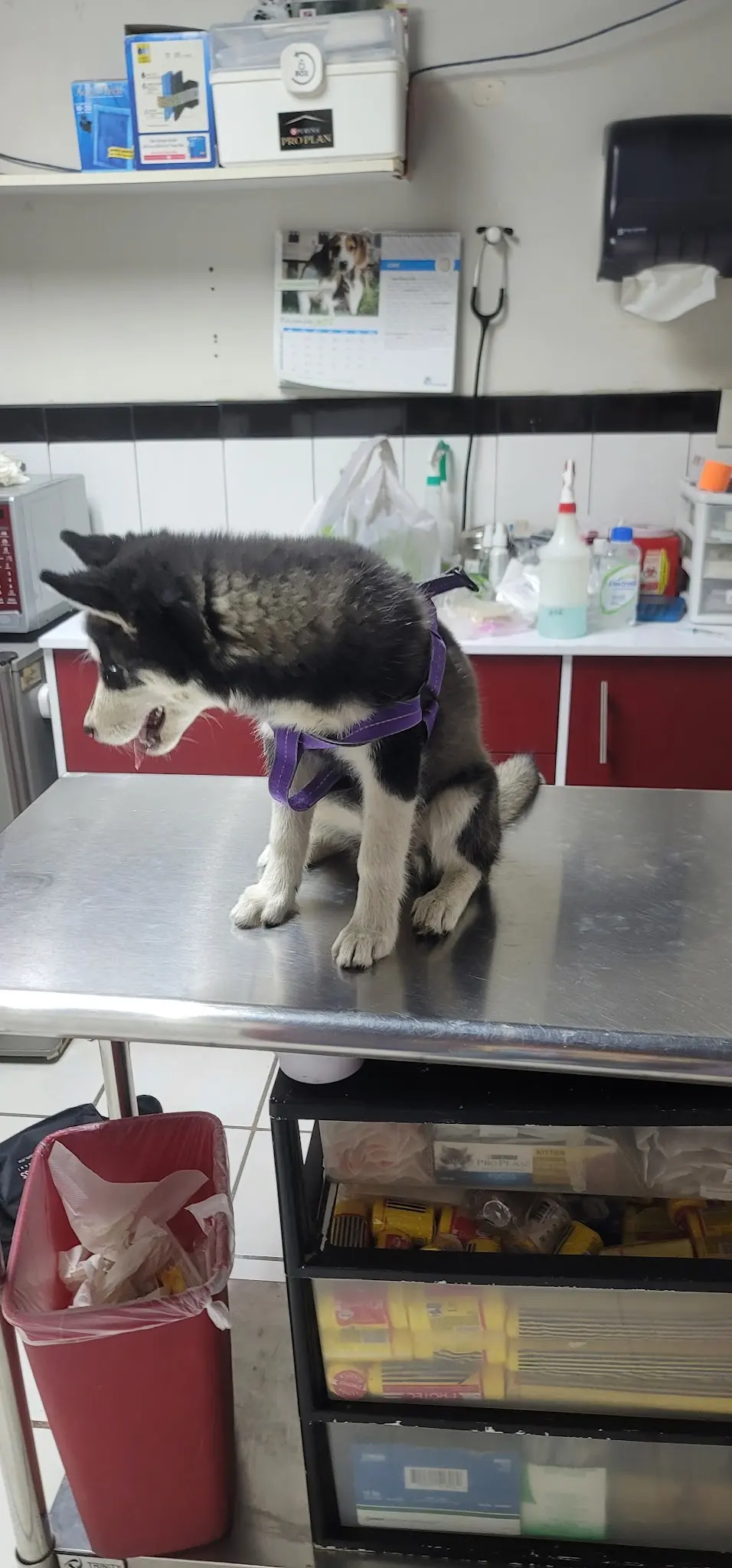 VETCO Servicios Veterinarios Especializados — foto 3 de 3