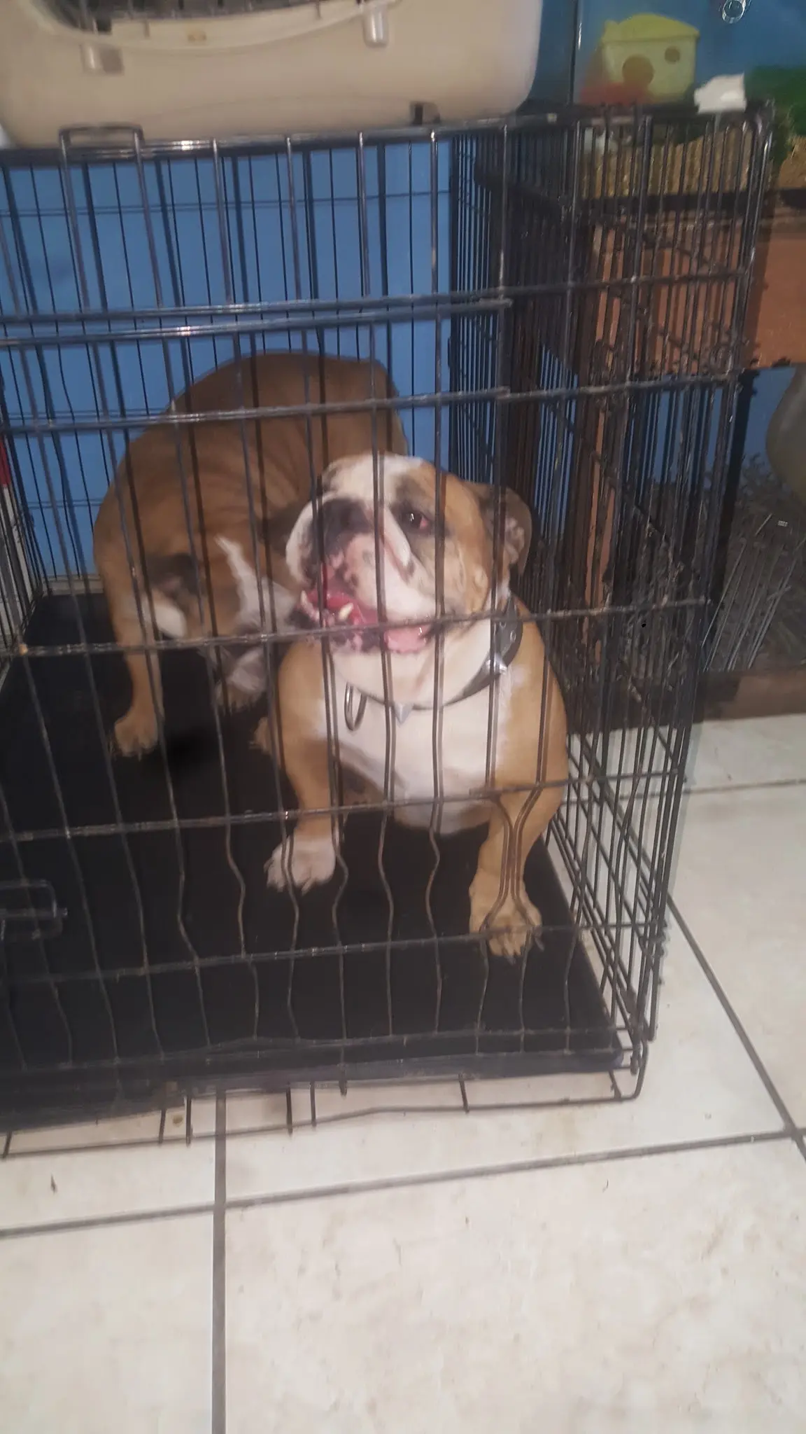 Veterinaria La Mordida