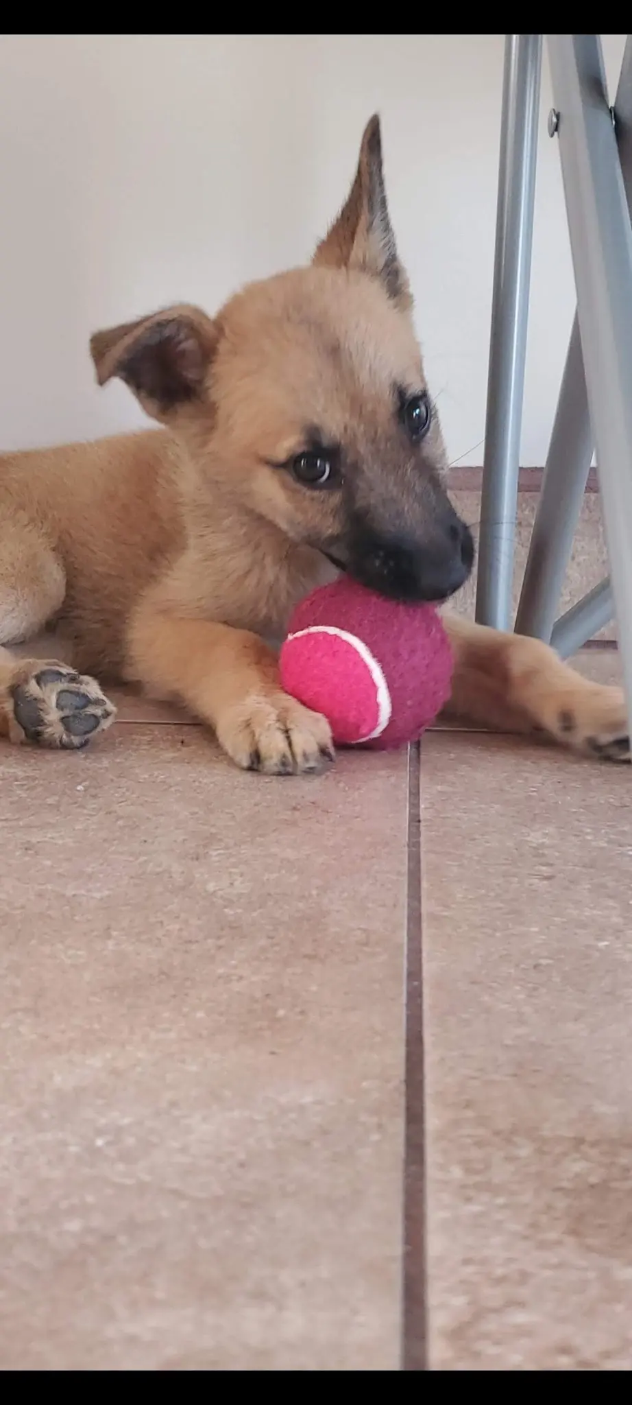 Clínica Para Animales — foto 3 de 3