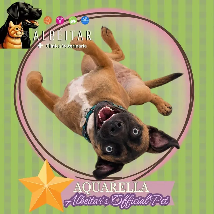Clinica Veterinaria Albéitar