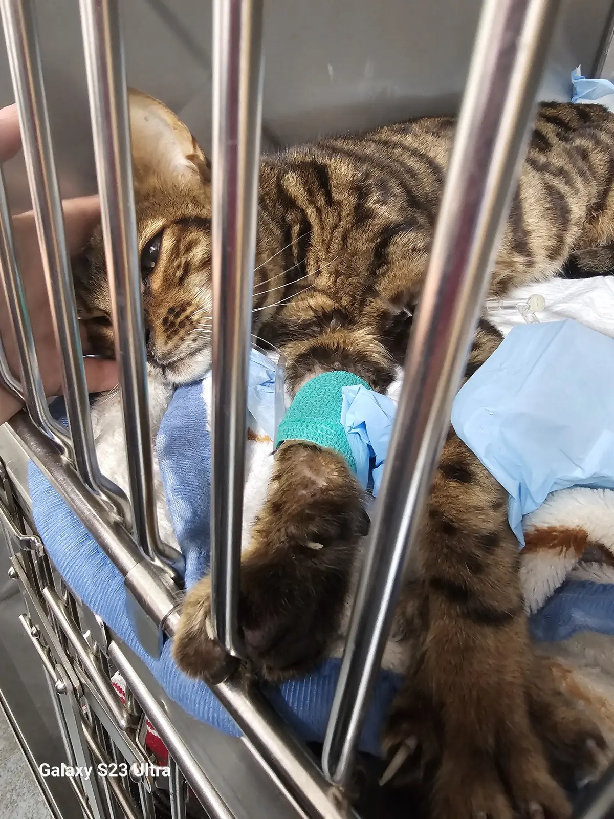 Clinica Veterinaria BajaPets Small Animal Clinic — foto 3 de 3