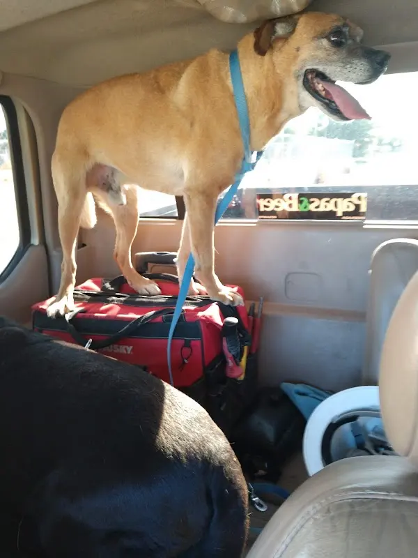 Rosarito Pet Care