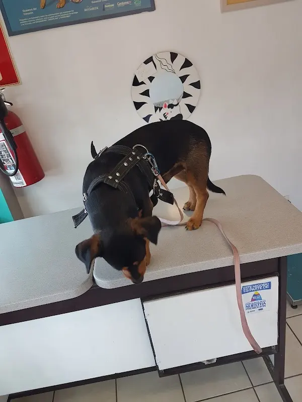 Sharpei Clínica Veterinaria