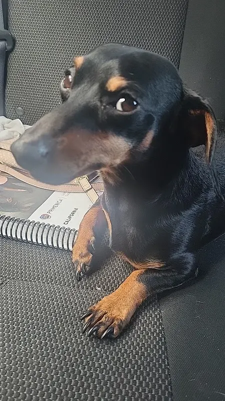 Medipet