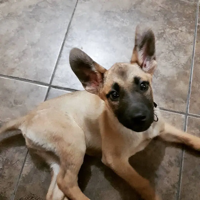 Veterinaria del Pedregal